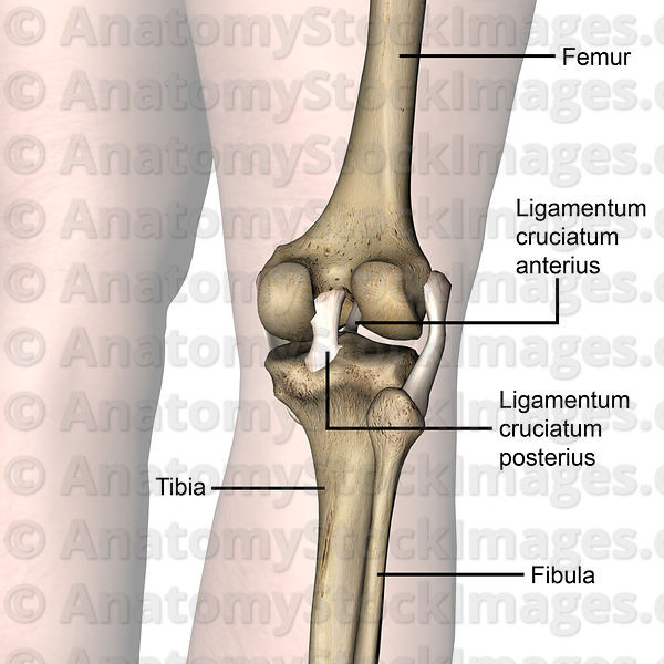 Detail Ligamentum Cruciatum Anterius Nomer 11