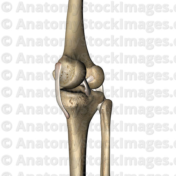 Detail Ligamentum Cruciatum Anterius Nomer 15