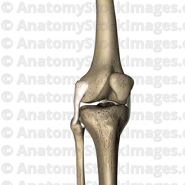 Detail Ligamentum Cruciatum Anterius Nomer 17