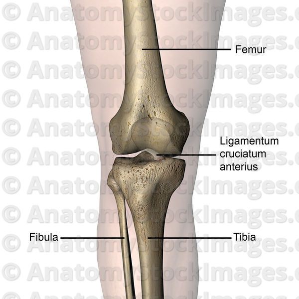 Detail Ligamentum Cruciatum Anterius Nomer 19