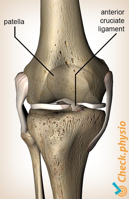 Detail Ligamentum Cruciatum Anterius Nomer 3