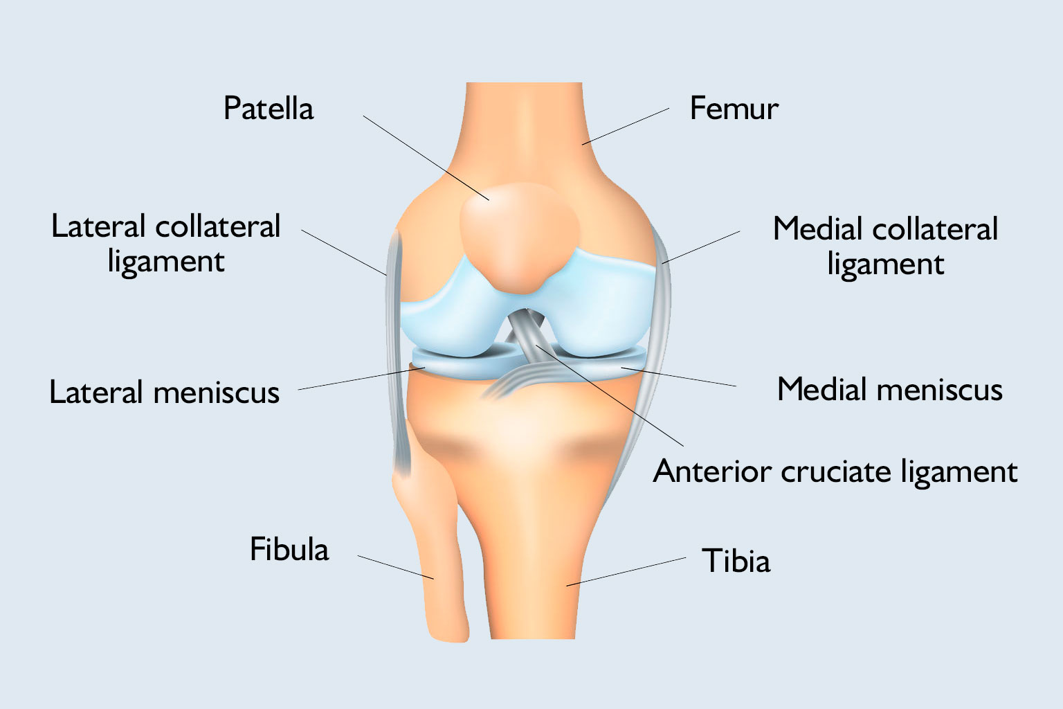 Detail Ligamentum Cruciatum Anterius Nomer 21