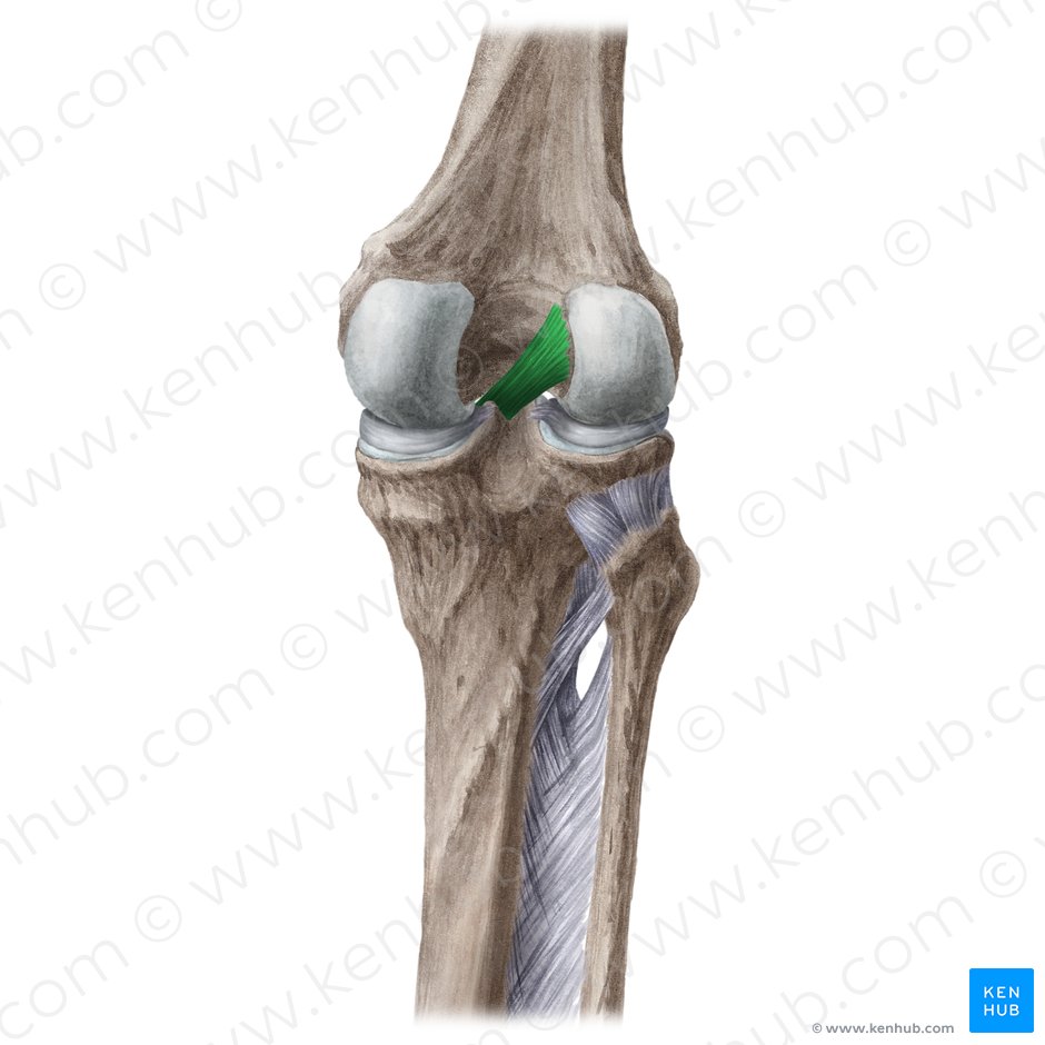 Detail Ligamentum Cruciatum Anterius Nomer 4