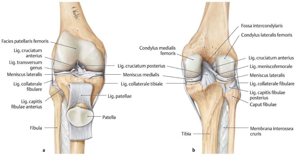 Detail Ligamentum Cruciatum Anterius Nomer 39