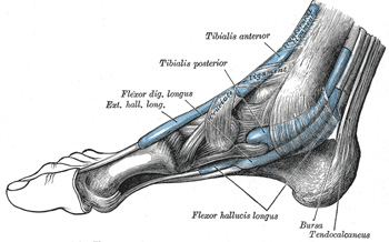 Detail Ligamentum Cruciatum Anterius Nomer 42