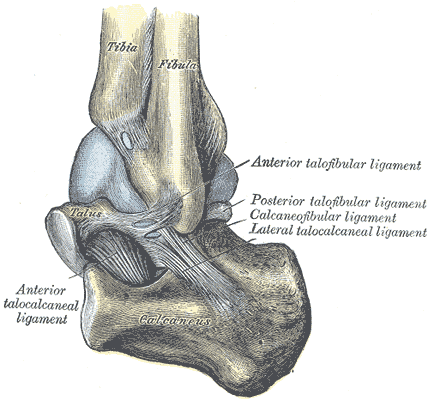 Detail Ligamentum Cruciatum Anterius Nomer 43