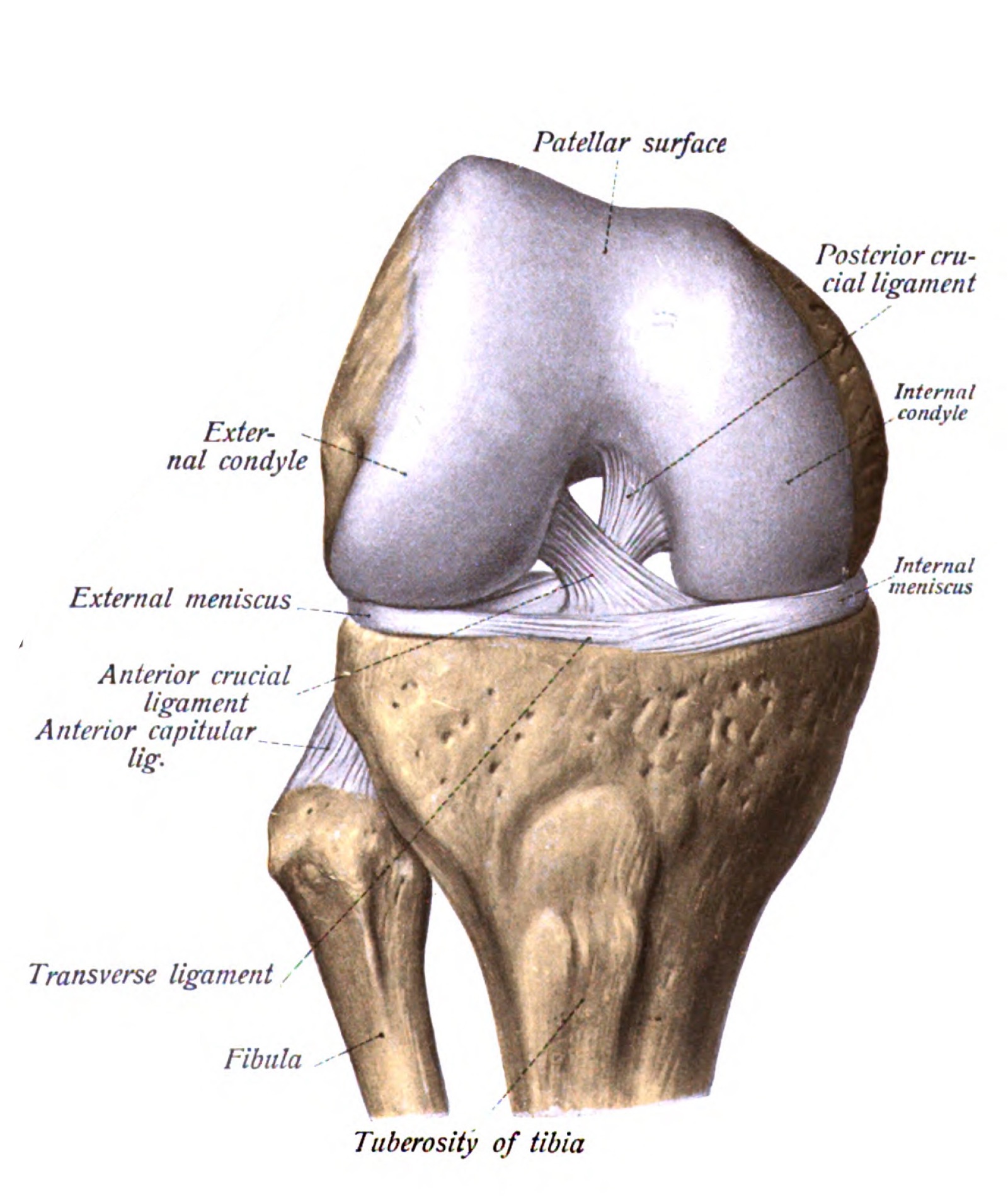 Detail Ligamentum Cruciatum Anterius Nomer 44