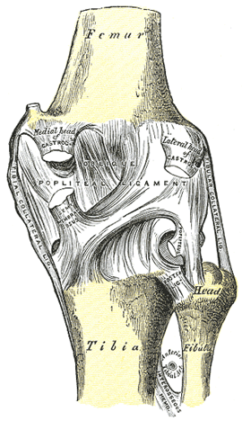 Detail Ligamentum Cruciatum Anterius Nomer 49