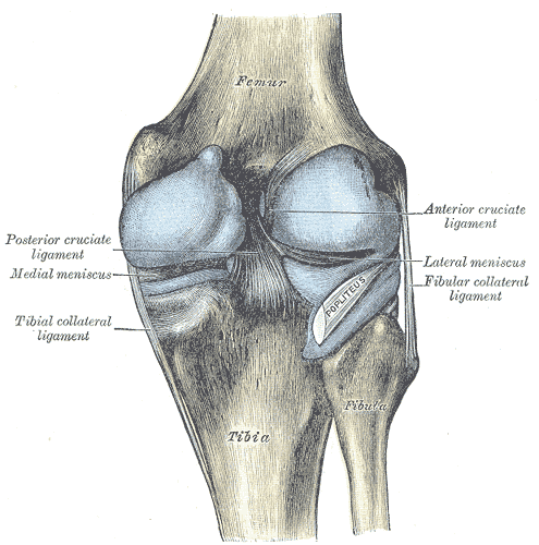 Detail Ligamentum Cruciatum Anterius Nomer 50