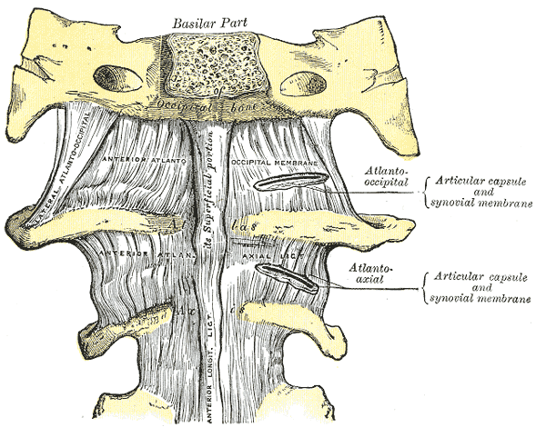 Detail Ligamentum Cruciatum Anterius Nomer 53