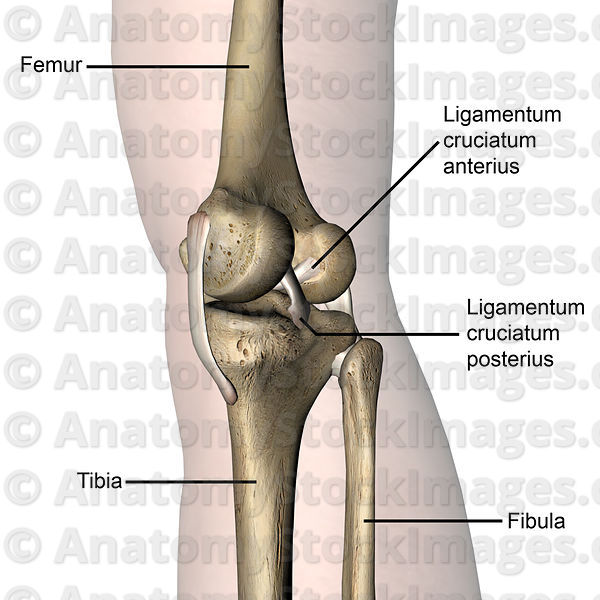 Detail Ligamentum Cruciatum Anterius Nomer 8