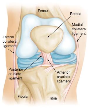 Detail Ligamentum Cruciatum Posterior Nomer 2