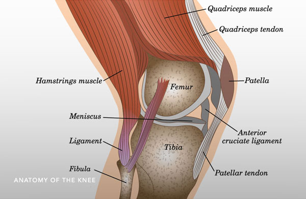 Detail Ligamentum Cruciatum Posterior Nomer 11