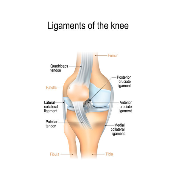 Detail Ligamentum Cruciatum Posterior Nomer 12