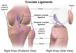 Detail Ligamentum Cruciatum Posterior Nomer 13