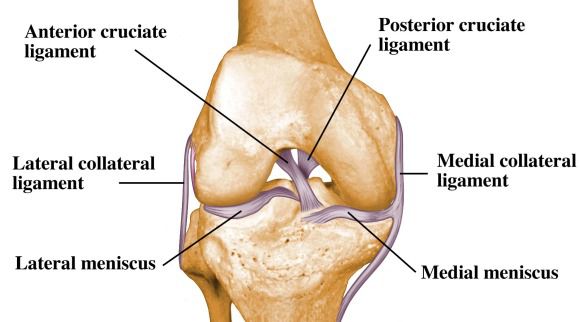 Detail Ligamentum Cruciatum Posterior Nomer 14