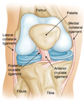 Detail Ligamentum Cruciatum Posterior Nomer 16