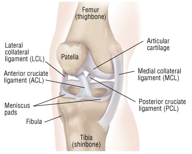 Detail Ligamentum Cruciatum Posterior Nomer 19