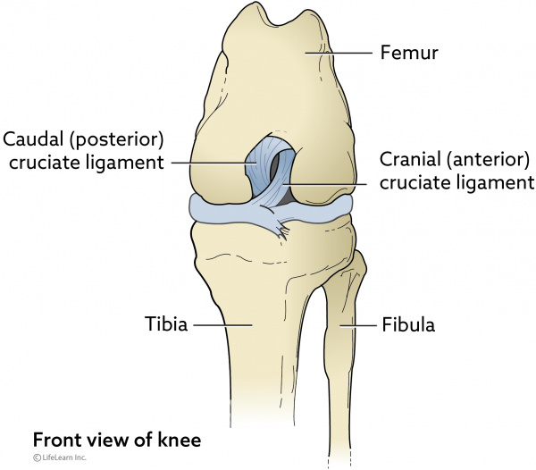 Detail Ligamentum Cruciatum Posterior Nomer 20