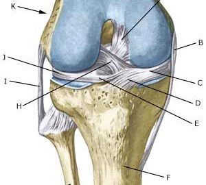 Detail Ligamentum Cruciatum Posterior Nomer 21