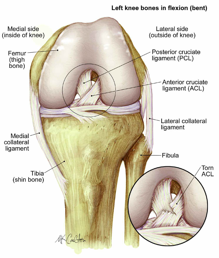 Detail Ligamentum Cruciatum Posterior Nomer 23