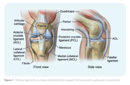 Detail Ligamentum Cruciatum Posterior Nomer 24