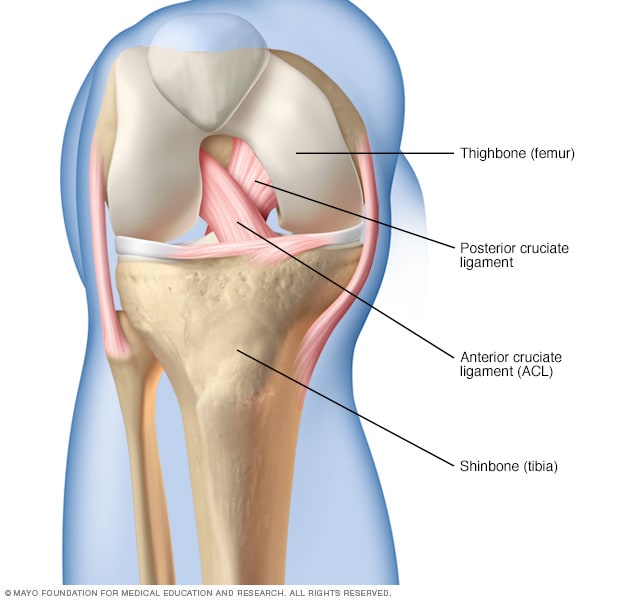 Detail Ligamentum Cruciatum Posterior Nomer 26