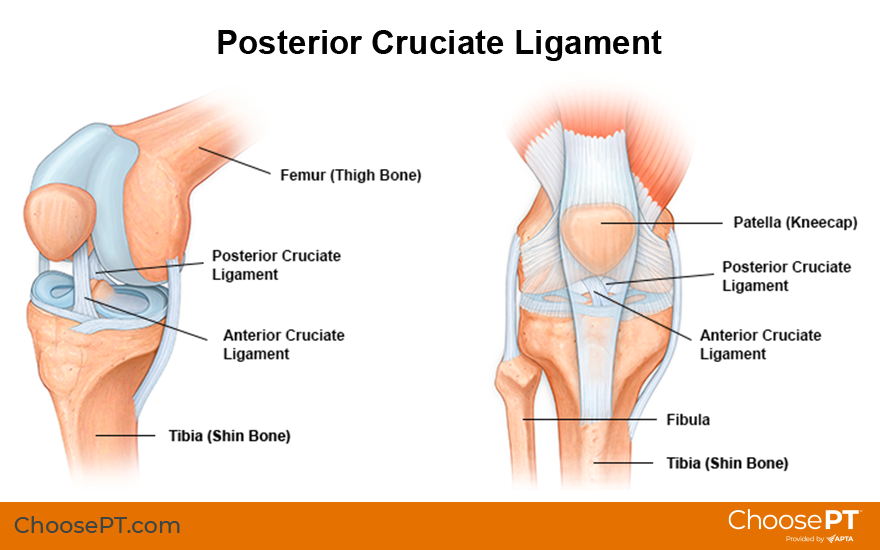 Detail Ligamentum Cruciatum Posterior Nomer 28