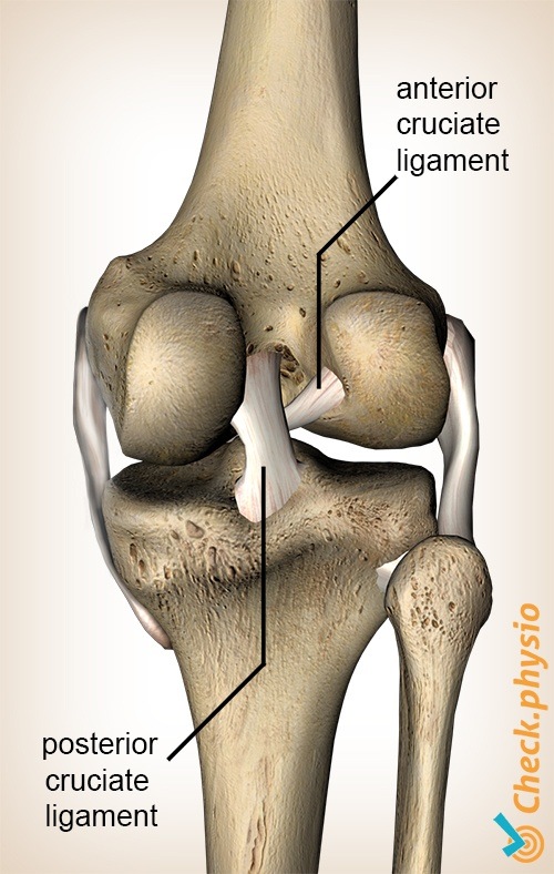 Detail Ligamentum Cruciatum Posterior Nomer 4