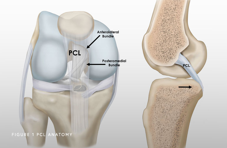 Detail Ligamentum Cruciatum Posterior Nomer 30