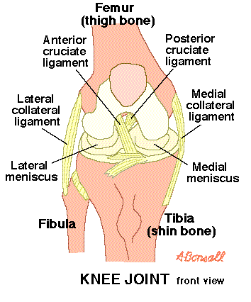 Detail Ligamentum Cruciatum Posterior Nomer 33