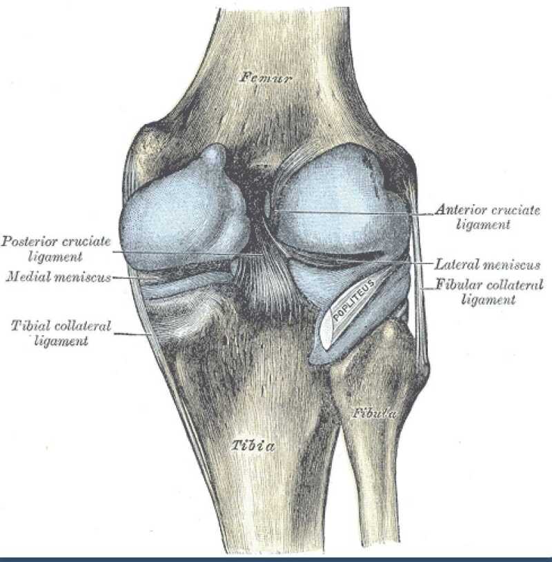 Detail Ligamentum Cruciatum Posterior Nomer 34