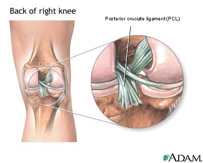 Detail Ligamentum Cruciatum Posterior Nomer 35