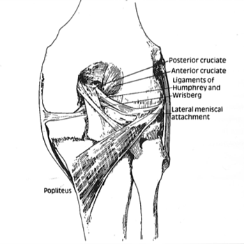 Detail Ligamentum Cruciatum Posterior Nomer 36