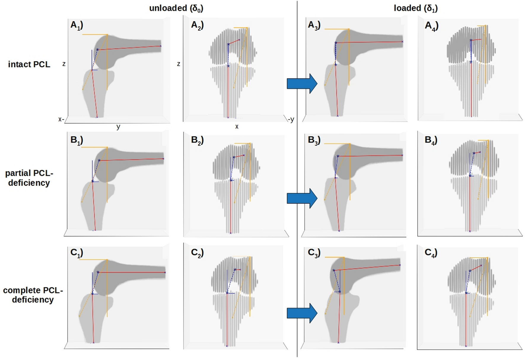 Detail Ligamentum Cruciatum Posterior Nomer 39