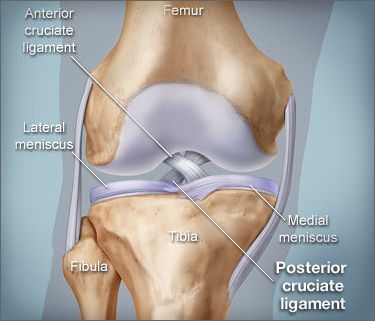 Detail Ligamentum Cruciatum Posterior Nomer 5