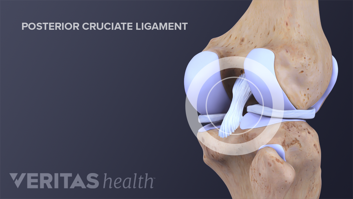 Detail Ligamentum Cruciatum Posterior Nomer 42