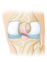 Detail Ligamentum Cruciatum Posterior Nomer 43