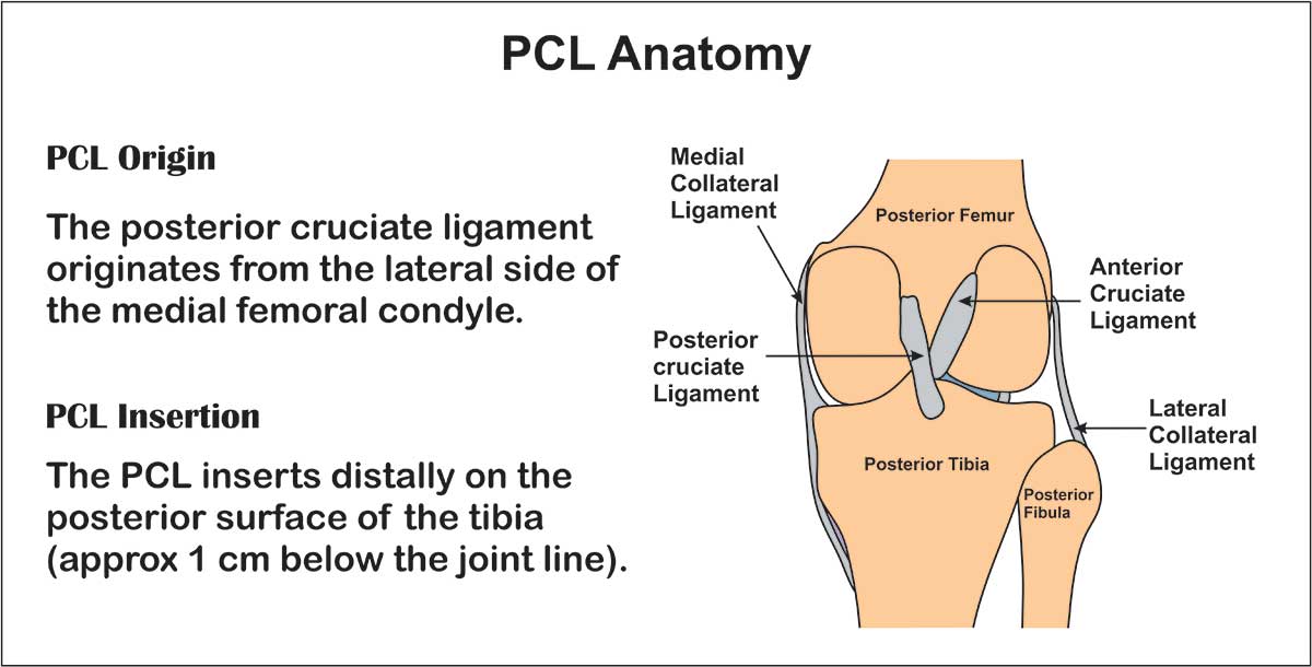 Detail Ligamentum Cruciatum Posterior Nomer 44