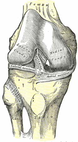 Detail Ligamentum Cruciatum Posterior Nomer 45