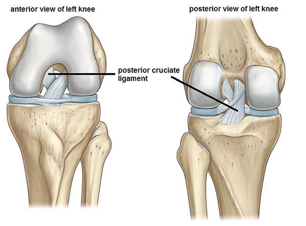 Detail Ligamentum Cruciatum Posterior Nomer 6