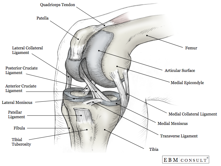 Detail Ligamentum Cruciatum Posterior Nomer 50