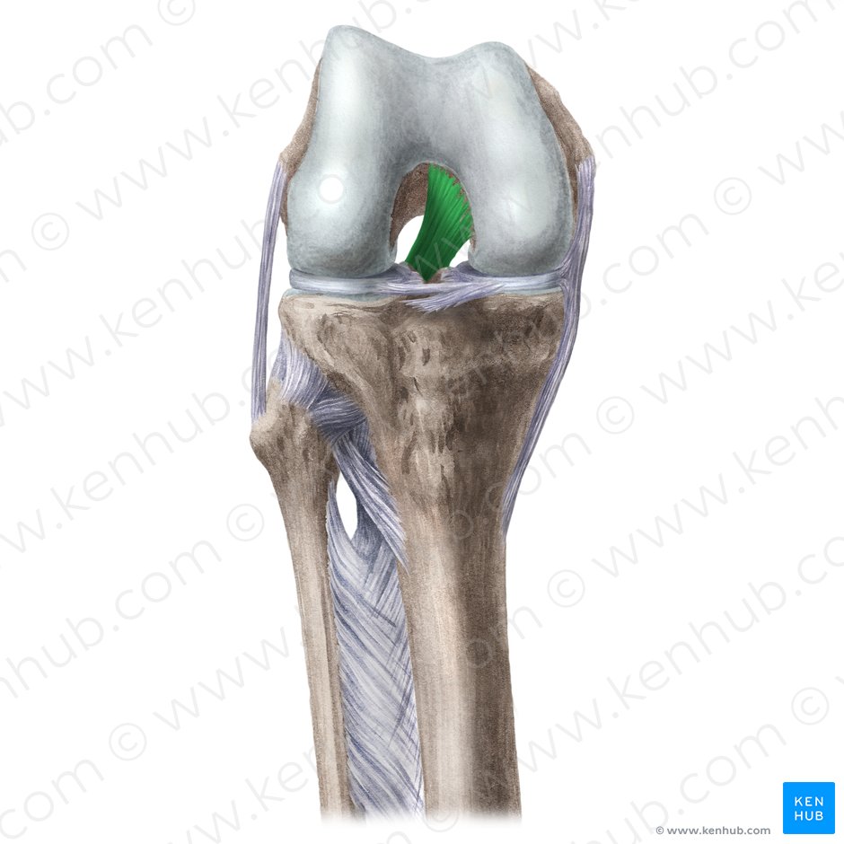Detail Ligamentum Cruciatum Posterior Nomer 54