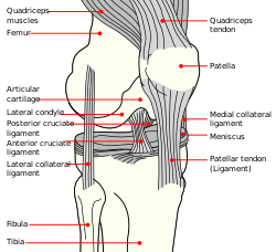 Detail Ligamentum Cruciatum Posterior Nomer 8