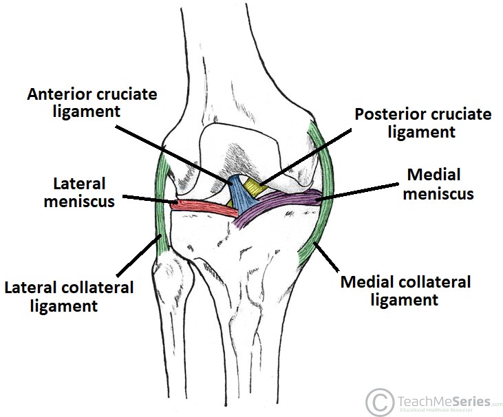 Detail Ligamentum Cruciatum Posterior Nomer 9