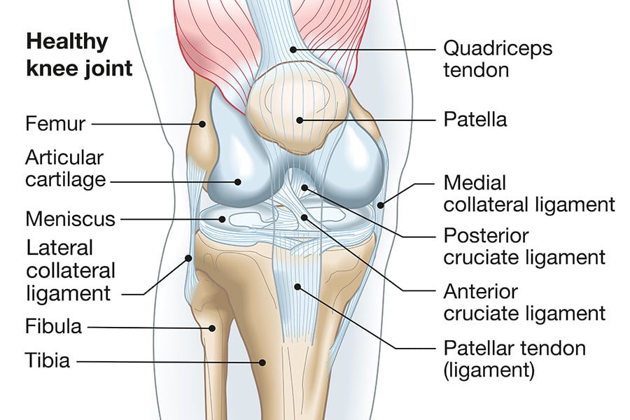 Detail Ligamentum Cruciatum Posterior Nomer 10