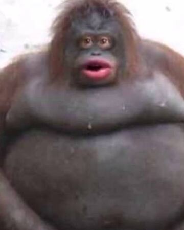 Monke Image - KibrisPDR