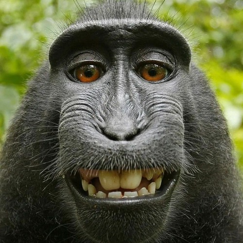 Detail Monke Image Nomer 2
