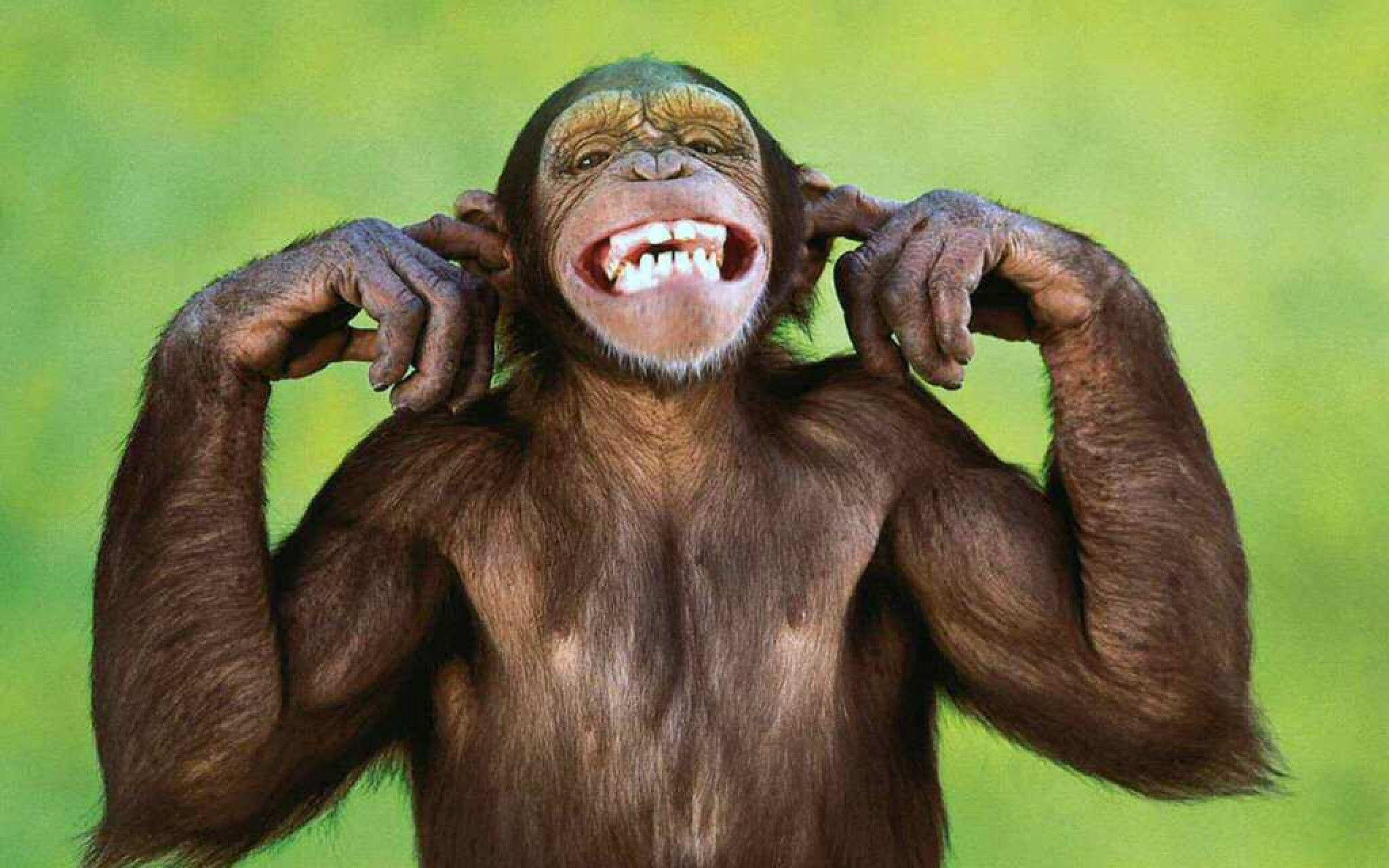 Detail Monkey Background Image Nomer 2