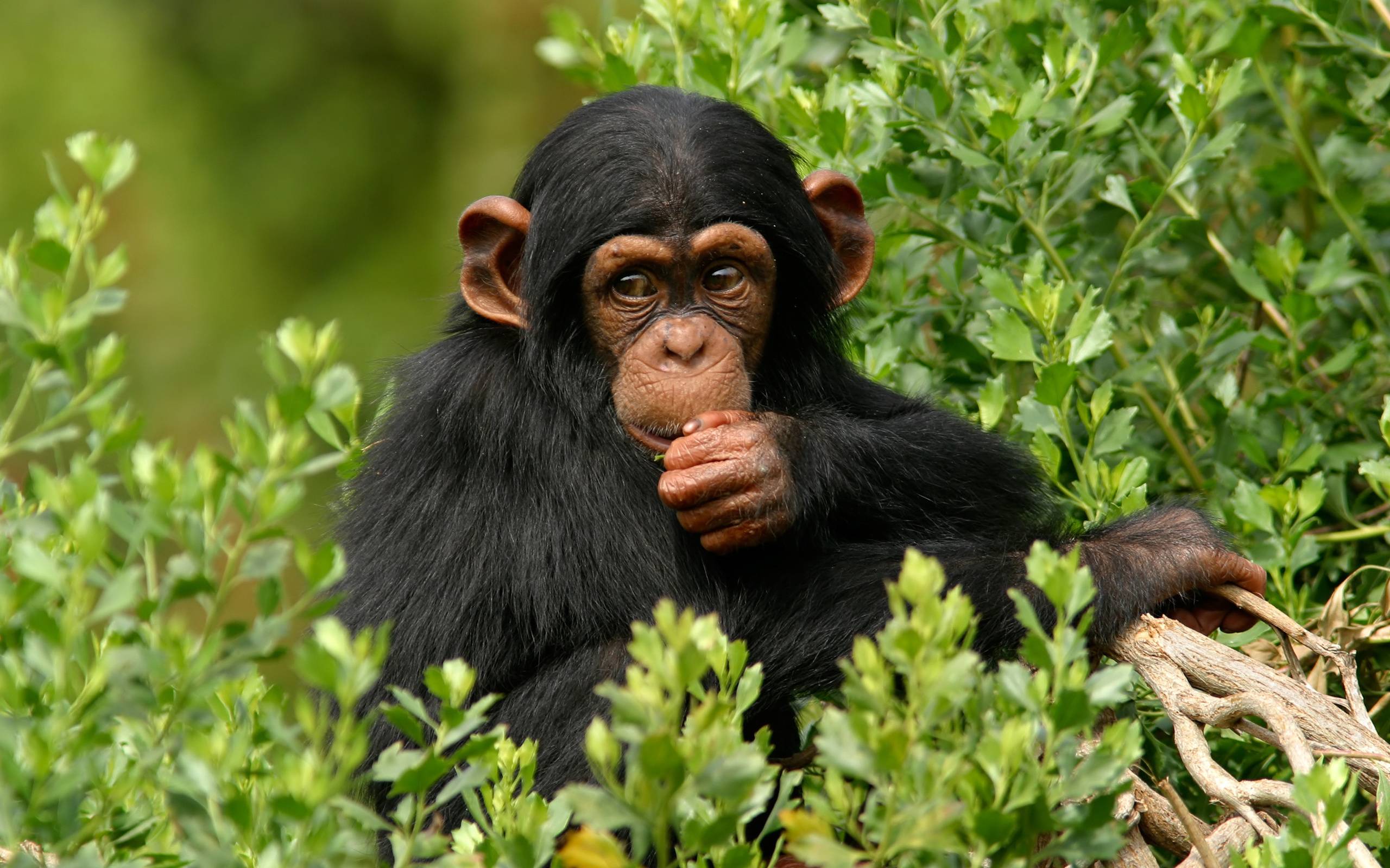 Detail Monkey Background Image Nomer 12